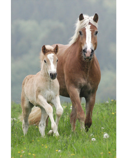 Map A4 "paarden"