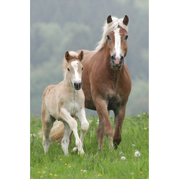 Map A4 "paarden"