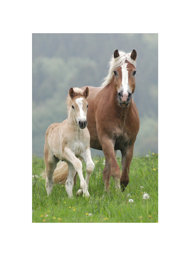 Map A4 "paarden"