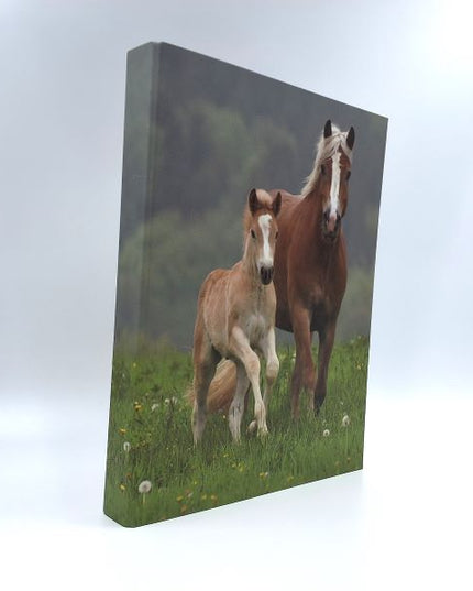 Recycled cardboard ring binder - 2 horses