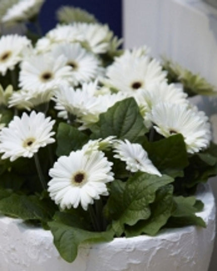 Rond kleurpotlood met zaden - geel : margriet