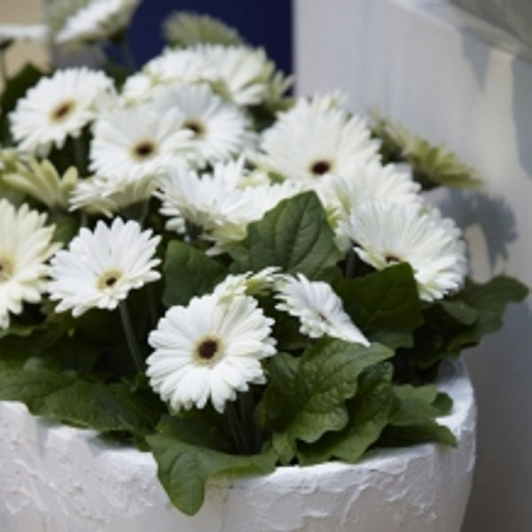 Rond kleurpotlood met zaden - geel : margriet