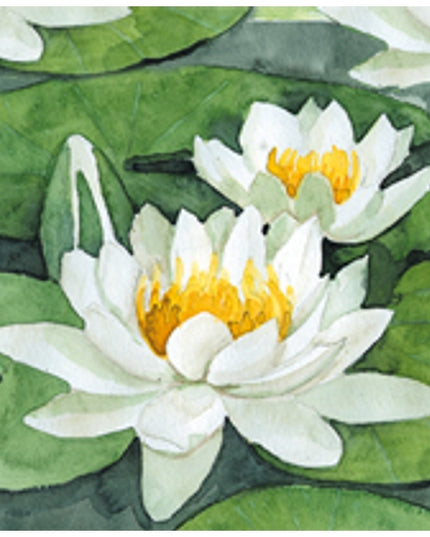 Square Greeting Card White Water Lilies (F04040)