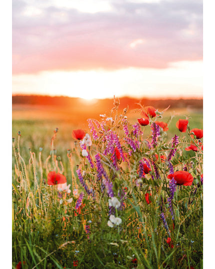 Greeting card sunrise flowers (F10091)
