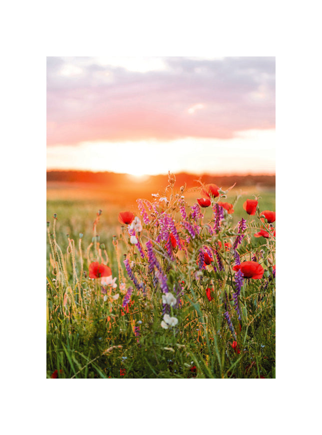 Wenskaart zonsopkomst bloemen (F10091)