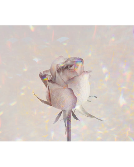 Greeting card rose holographic (F10094)