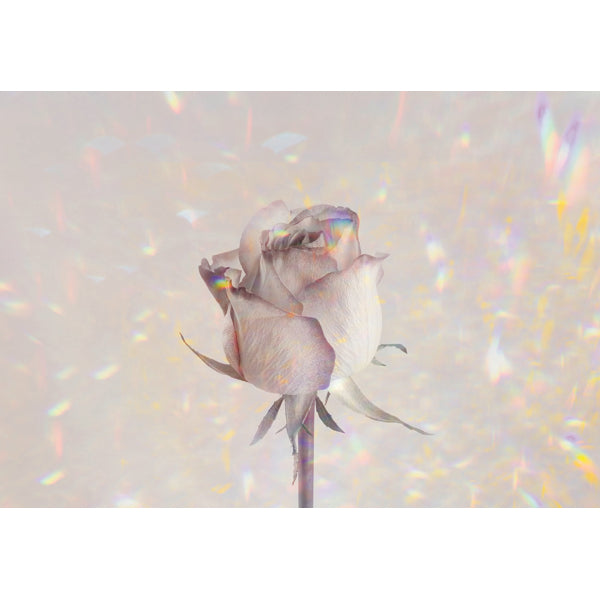 Wenskaart roos holographic (F10094)