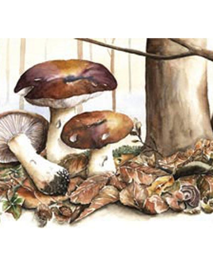 Wenskaart bruine paddestoelen (F11358)