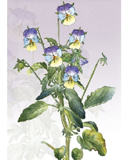 Greeting card wild pansy (F11392)