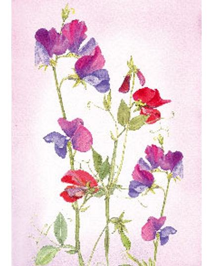 Wenskaart lathyrus (F12112)