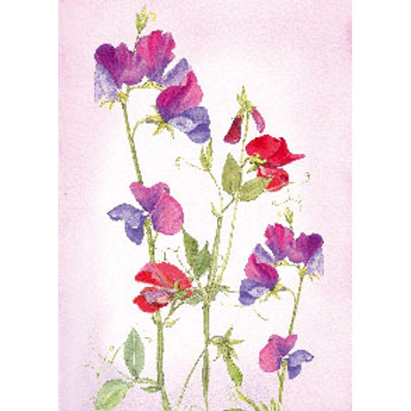 Wenskaart lathyrus (F12112)