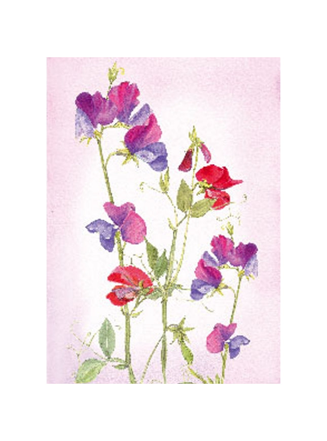 Greeting card sweet pea (F12112)