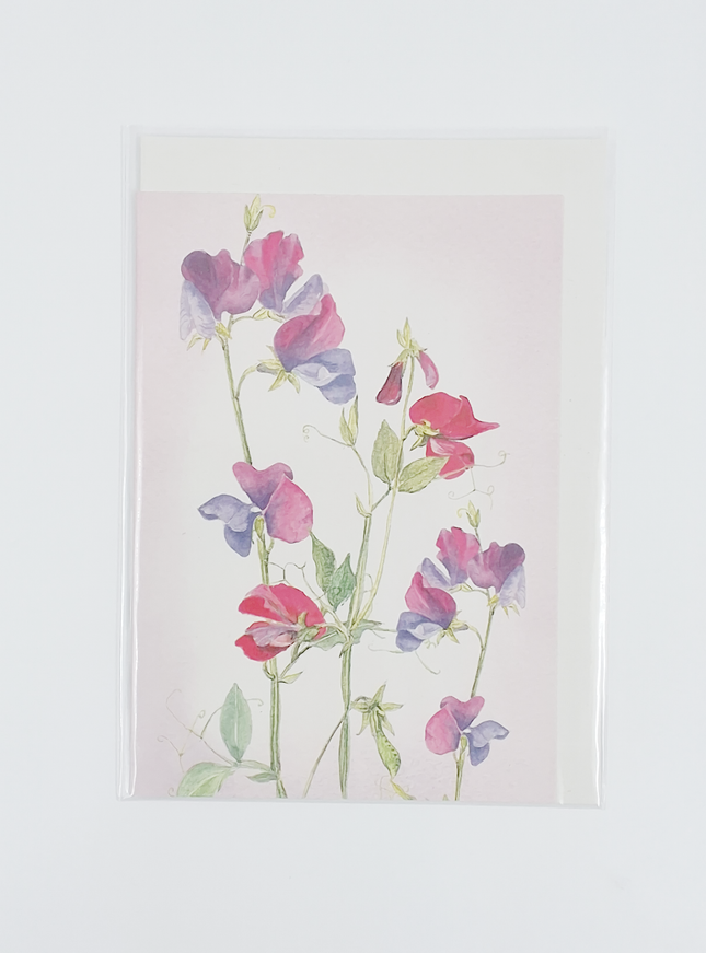 Wenskaart lathyrus (F12112)