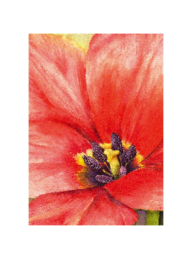 Wenskaart grote tulp (F12160)