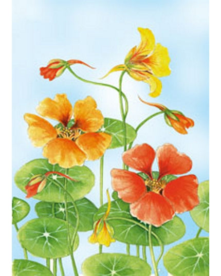 Greeting card Nasturtium Froukje (F12282)