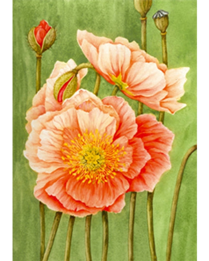 Wenskaart papaver Muriël (F12472)