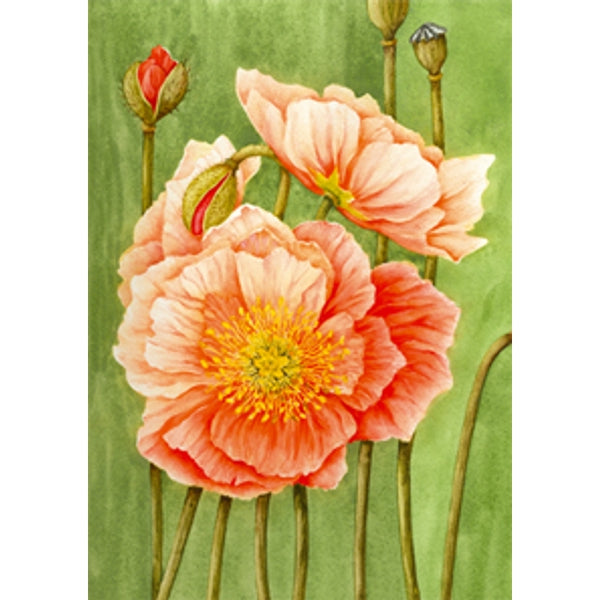 Wenskaart papaver Muriël (F12472)