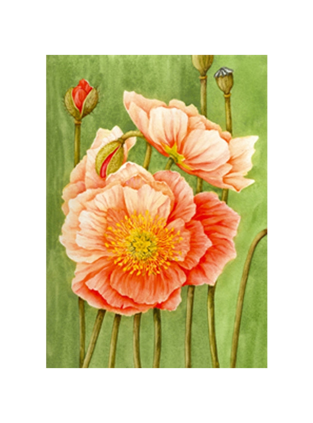Carte de vœux Poppy Muriel