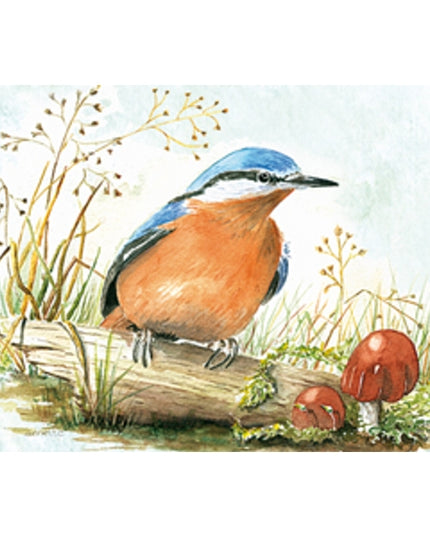 Greeting card nuthatch (F12495)