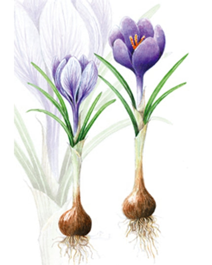 Greeting card crocuses with bulb (F12542)