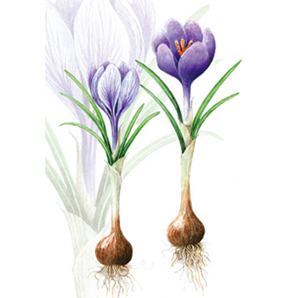 Wenskaart crocussen met bol (F12542)