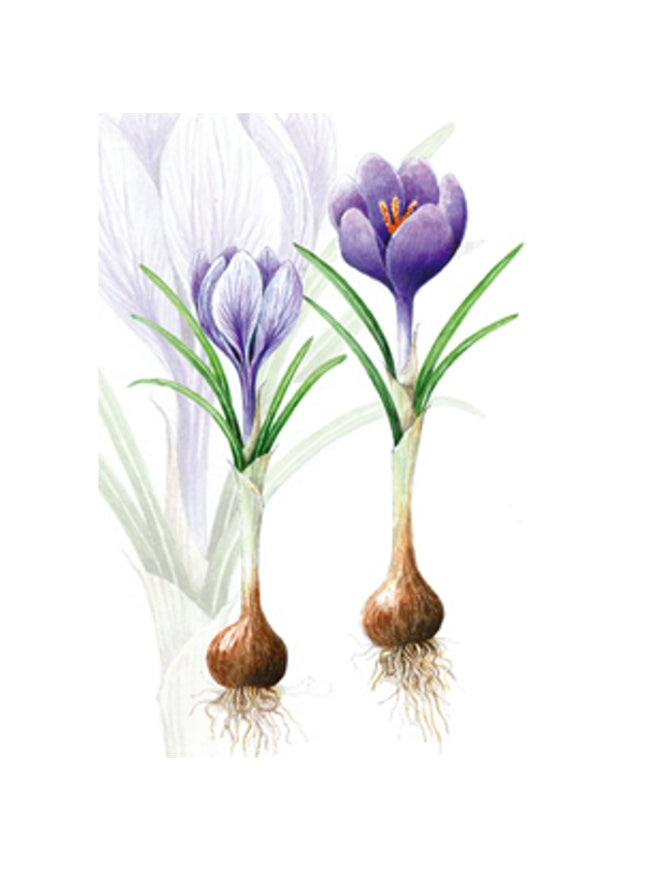 Wenskaart crocussen met bol (F12542)