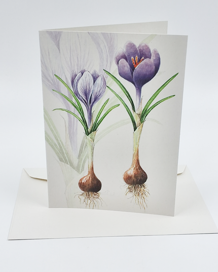 Greeting card crocuses with bulb (F12542)