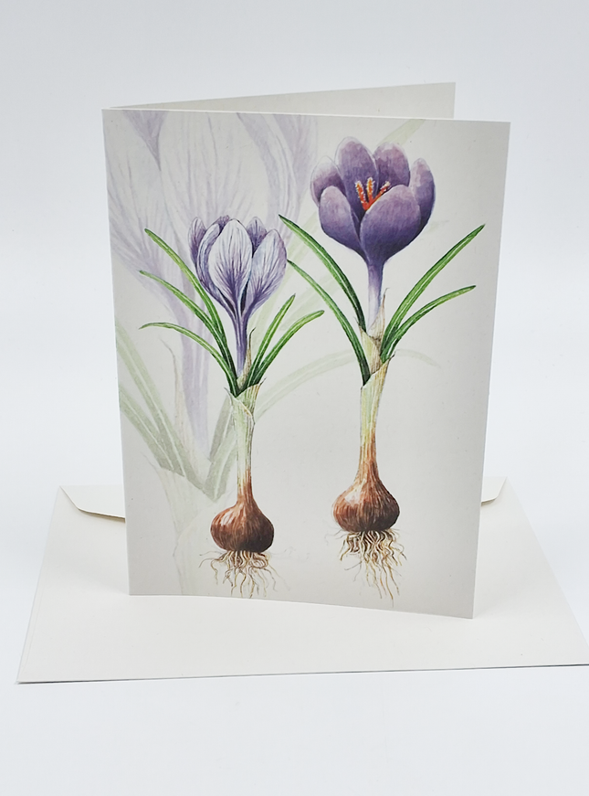 Wenskaart crocussen met bol (F12542)