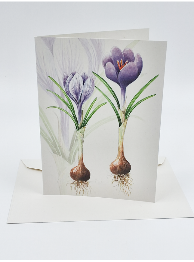Wenskaart crocussen met bol (F12542)