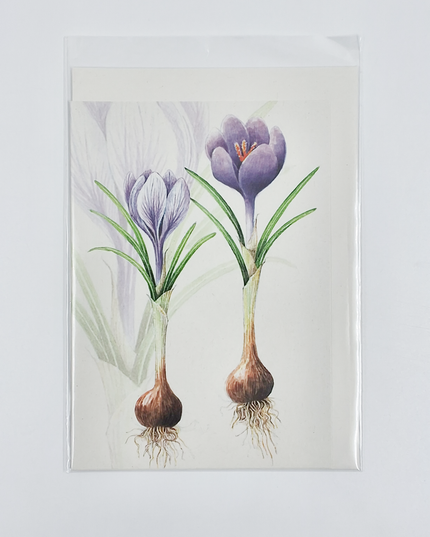 Greeting card crocuses with bulb (F12542)