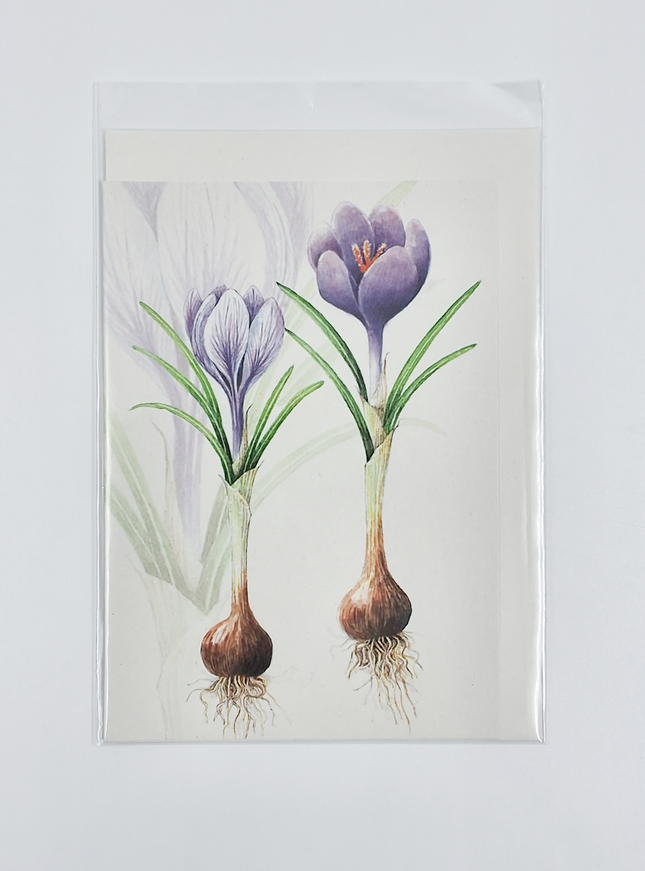 Wenskaart crocussen met bol (F12542)