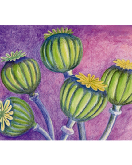 Greeting card poppy pods condolence (F12554)
