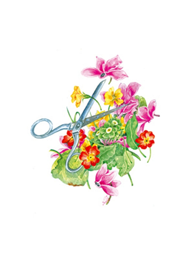 Wenskaart schaar cyclamen (F12572)