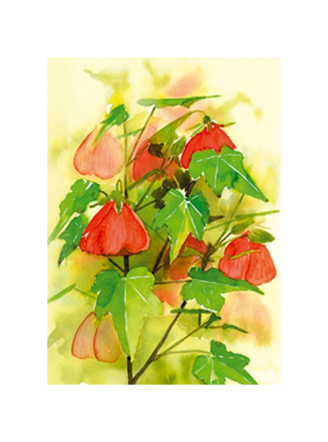 Wenskaart bloemen Abutilon (F12618)