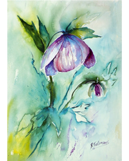 Greeting card purple hellebore (F12667)