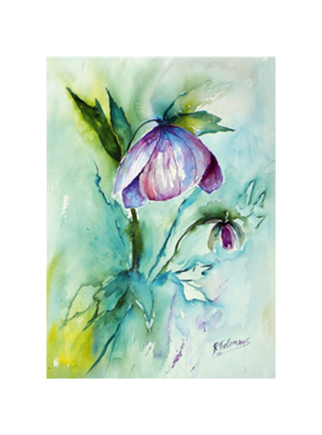 Wenskaart paarse helleborus (F12667)