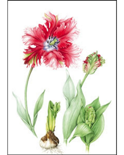 Wenskaart rode tulp (F12693)