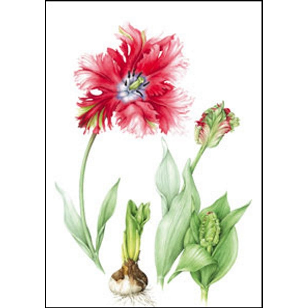 Wenskaart rode tulp (F12693)