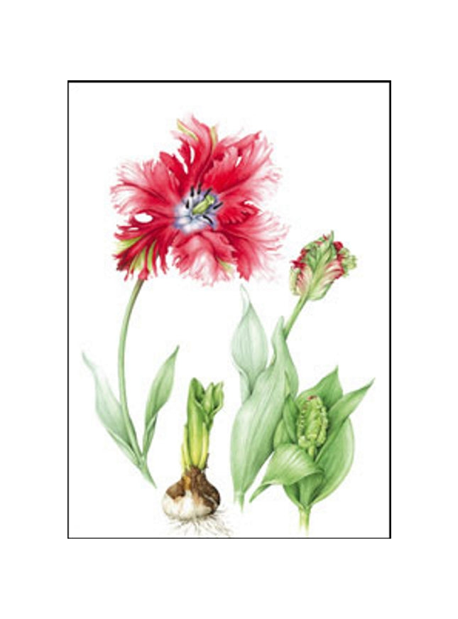 Carte de vœux tulipe rouge