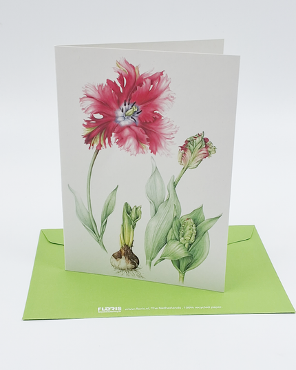 Wenskaart rode tulp (F12693)