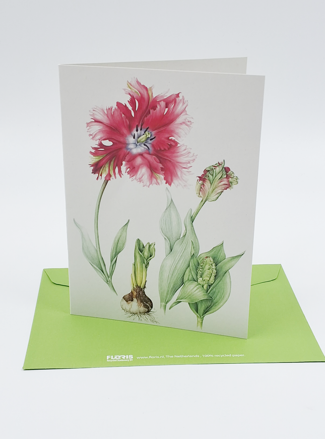 Wenskaart rode tulp (F12693)