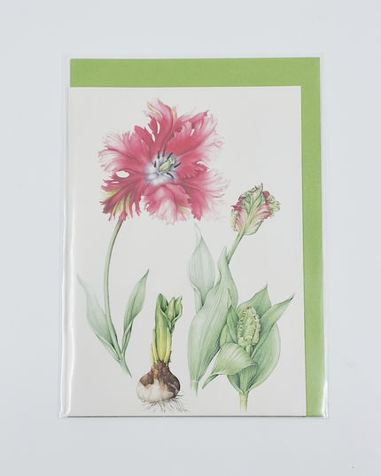 Wenskaart rode tulp (F12693)
