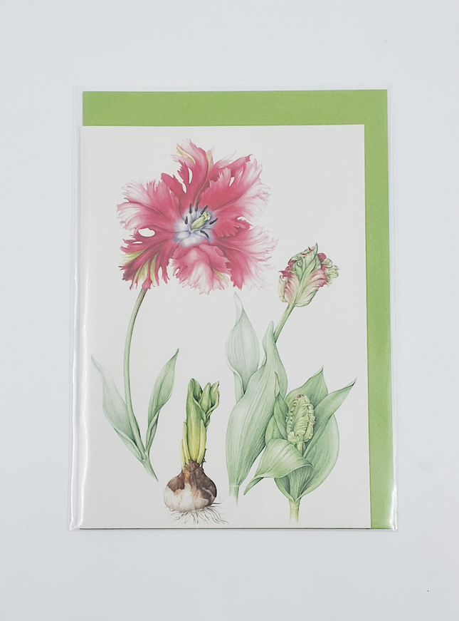 Wenskaart rode tulp (F12693)