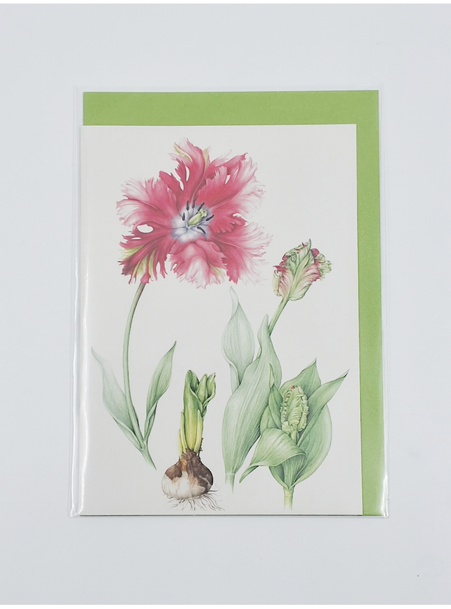 Carte de vœux tulipe rouge