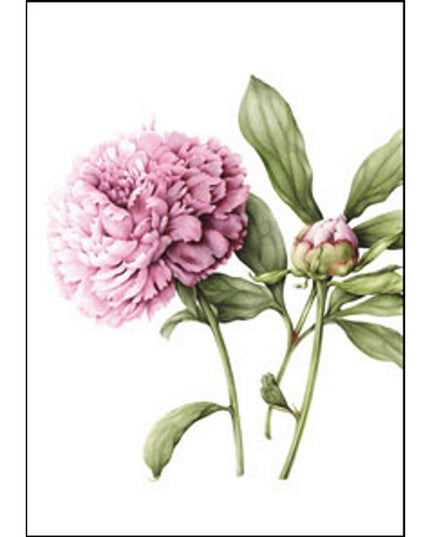 Greeting card peony (F12694)