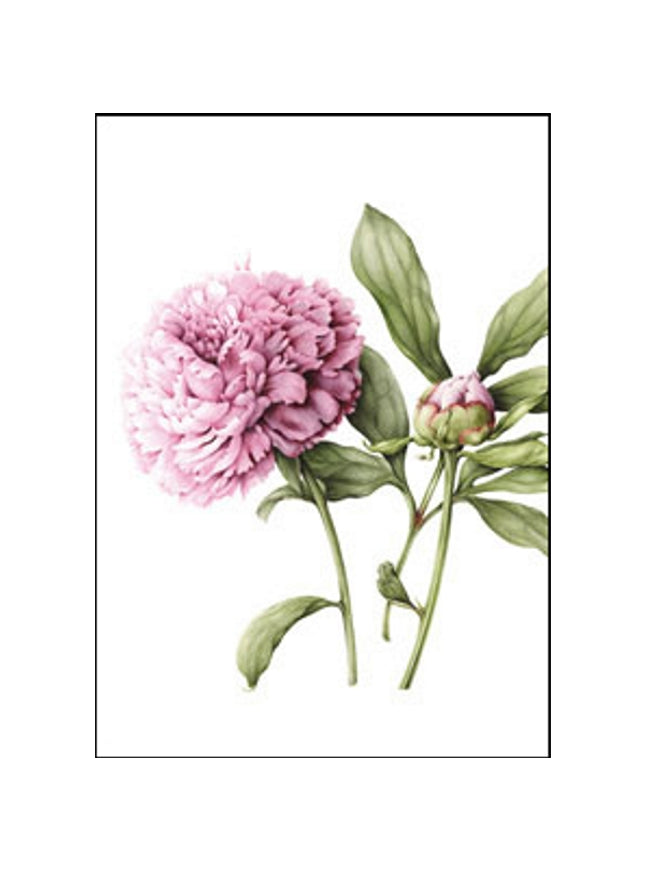 Carte de vœux pivoine
