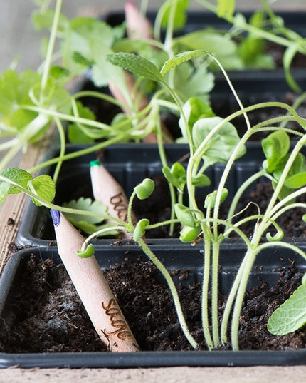 Sprout potlood met zaden - salie