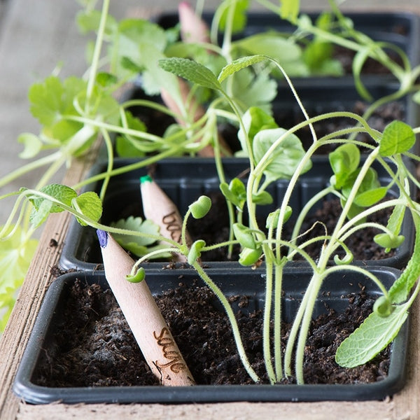 Sprout potlood met zaden - salie