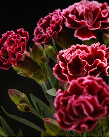 Rond kleurpotlood met zaden - rood : anjer
