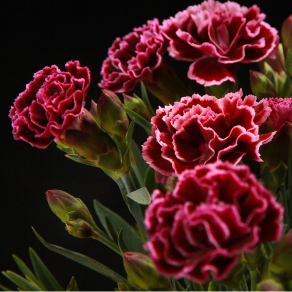 Rond kleurpotlood met zaden - rood : anjer